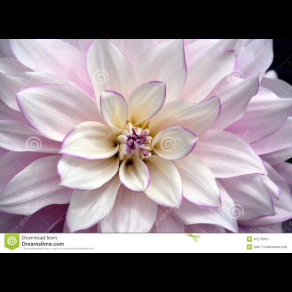 Meet your Posher, Courtney - Picture 2 of 2